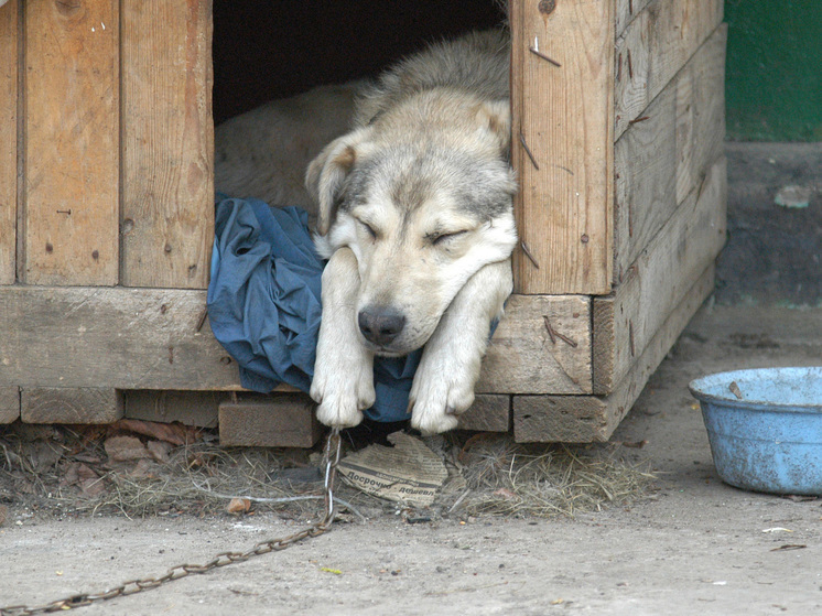 Бешенную собаку усыпили ветеринары в подмосковном Одинцово