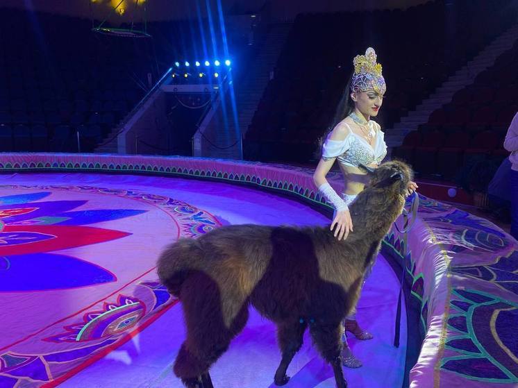 Рязанский цирк в новом шоу покажет дрессированного бегемота и крокодилов