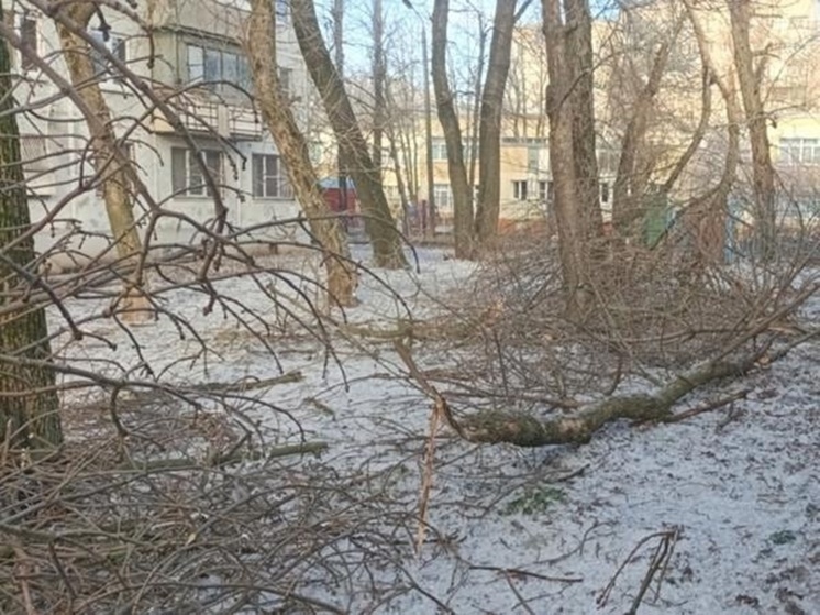 Ростовчане пожаловались на рухнувшие из-за непогоды ветки на улице Петрозаводской