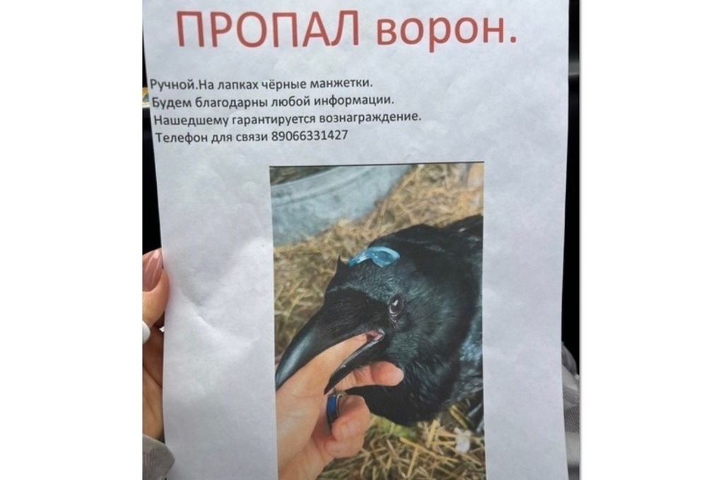 В Ярославле сбежал домашний черный ворон