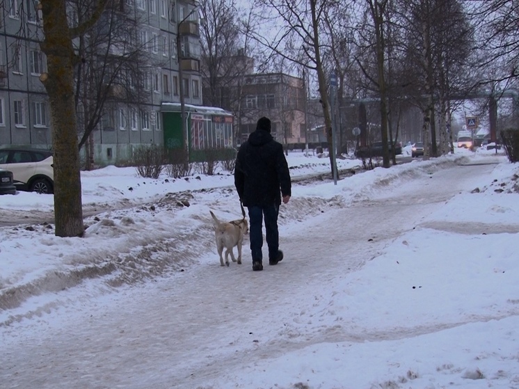  В Северодвинске детей покусала собака