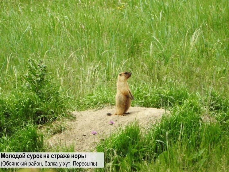 В Курске в КГУ Евгений Скляр открыл свою фотовыставку «День сурка»