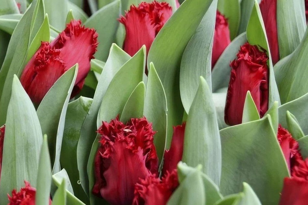 светофор красный яр самарская область. магазин светофор в перевозе нижегородской области. ленинская, 20. светофор. светофор магазин.