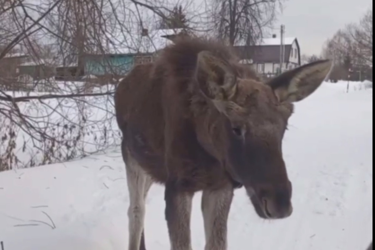 Храм памятник город дмитров. Борисоглебский монастырь дмитров с высоты. Дмитровское видео. Мкад дмитров дубна. Дмитров кремль.