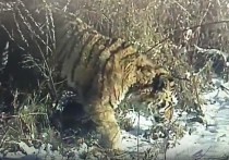 В середине декабря ушедшего года около села Дмитриевка в Черниговском районе поймали конфликтного амурского тигра