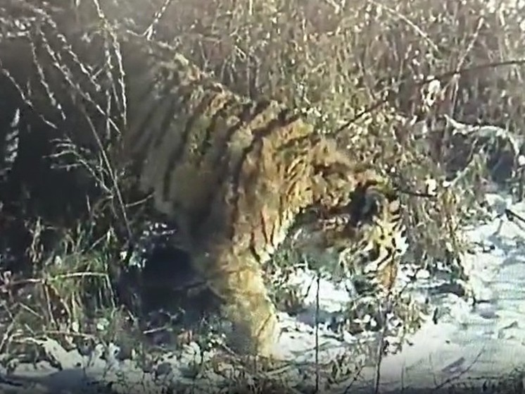 Тигра, пойманного в Приморье, отправили в Санкт-Петербург