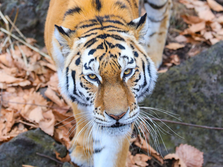 Приморский охотнадзор дал пояснения по конфликтным ситуациям с тиграми