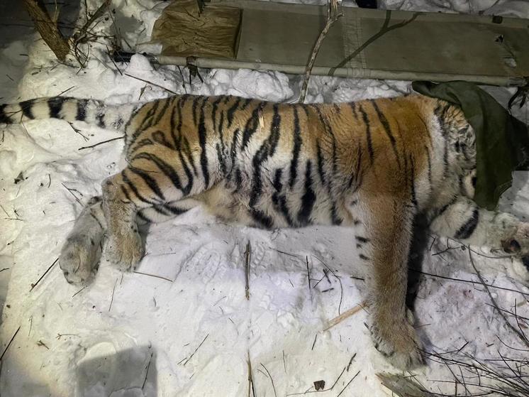 В Хабаровском крае поймали тигра, беспокоившего местных жителей