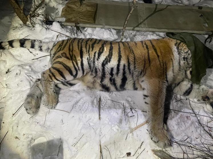 A tiger that was disturbing local residents was caught in the Khabarovsk Territory