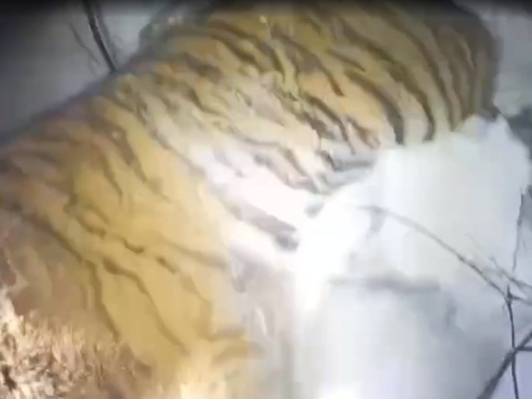 Еще одного конфликтного тигра поймали в Приморье