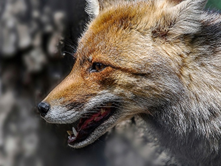 В районе Кировской области установили карантин по бешенству из-за лисы