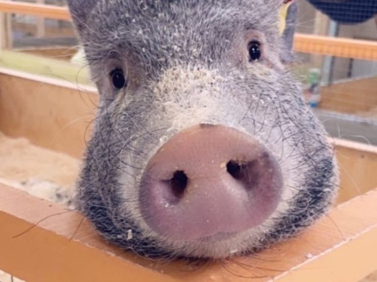 В Томске свинка из контактного зоопарка за день покусала трех детей