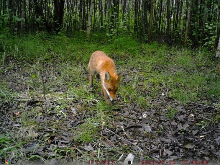 В Ягринском бору в фотоловушки чаще всего попадают лисицы, мыши и дятлы