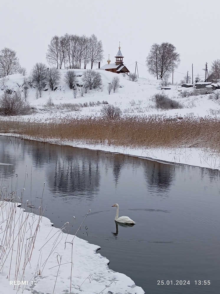 Белоснежный лебедь проплыл по речке в Карелии