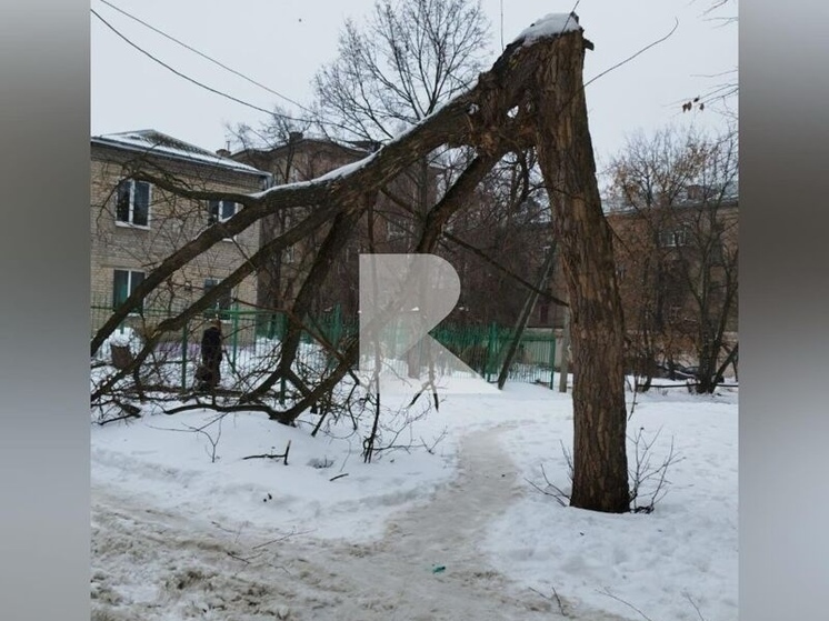 Рязанцы сообщили об аварийном дереве на улице Карла Маркса