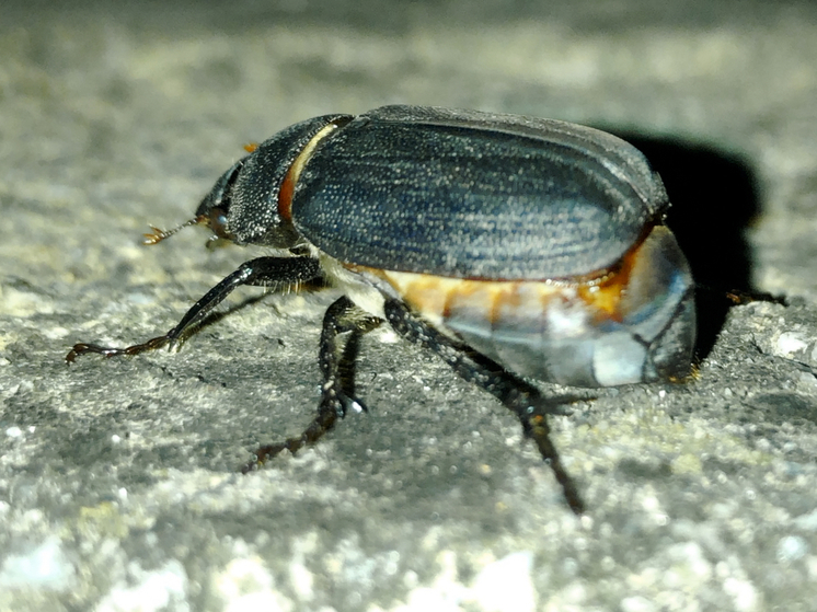 Взгляд из Германии — Экстравагантная находка: жук, у которого биологические часы идут иначе