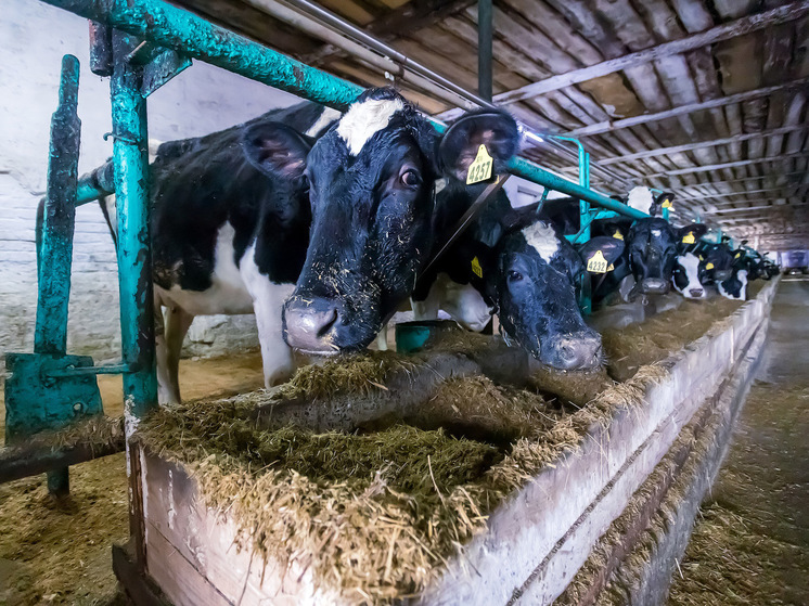 Аграрии Новосибирской области сохраняют поголовье скота