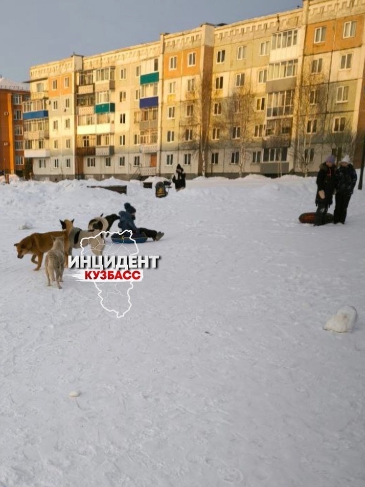 Жительница Кузбасса пожаловалась на "озлобленную" стаю собак