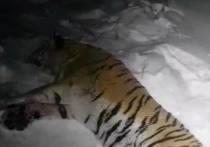 Второго за трое суток агрессивного тигра отловили в Приморье сотрудники Госохотнадзора