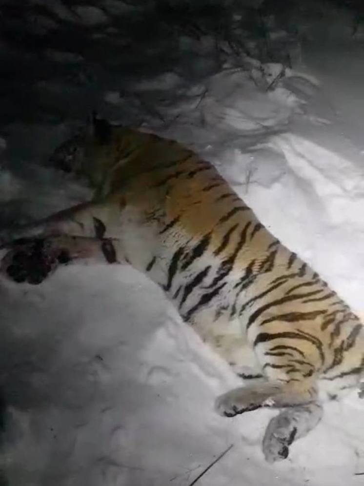Второго за три дня конфликтного тигра отловили в Приморье, третий - в розыске