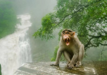 Три страны попросили туристов не прикармливать обезьян