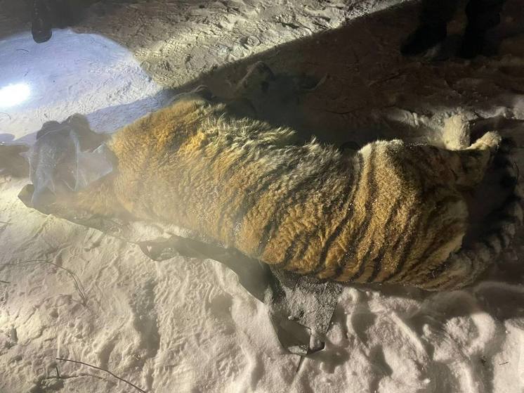 Еще одного конфликтного тигра поймали в Хабаровском крае