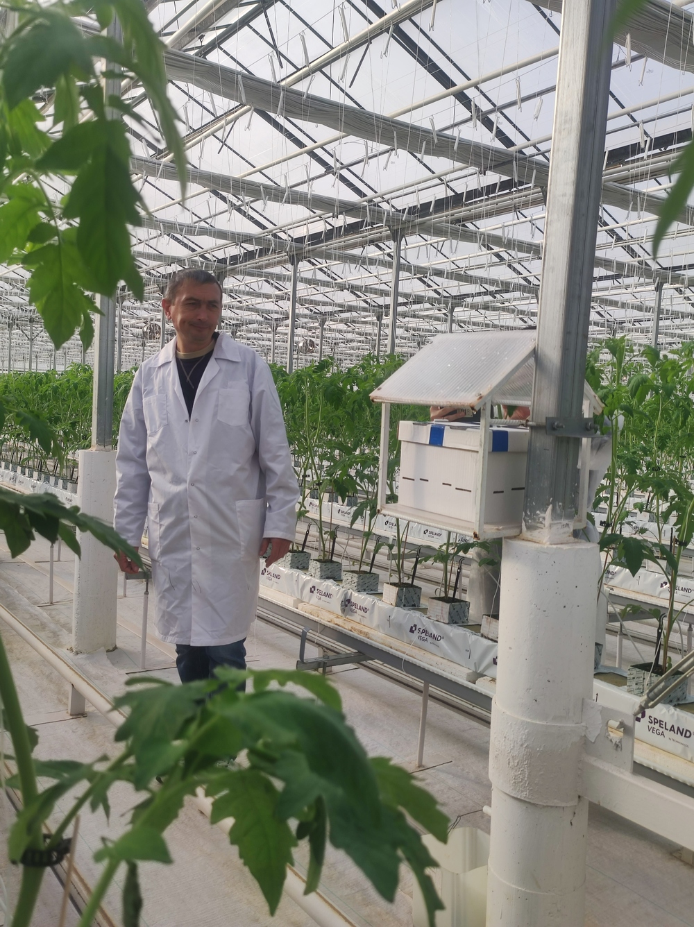 Ранний урожай в Крыму: шмели помогают выращивать огурцы и помидоры