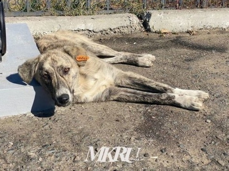 Почти сотню бездомных собак отловили в Чите за неделю