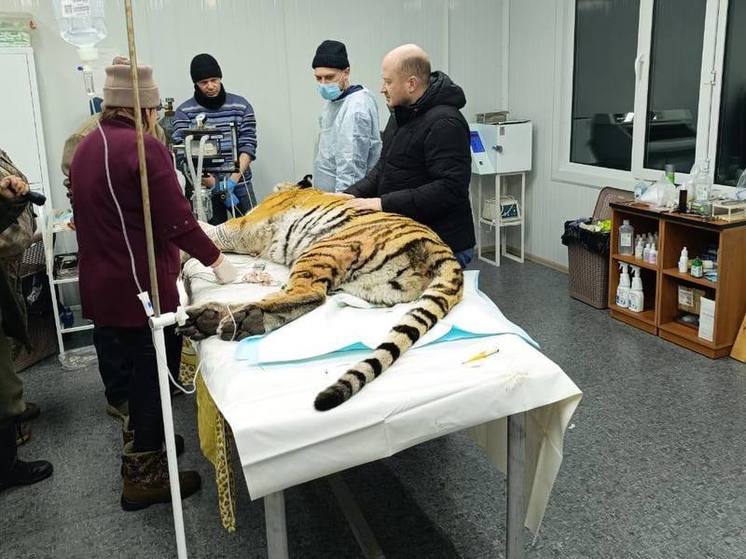 Трех конфликтных амурских тигров осмотрели ветеринары в Приморском крае