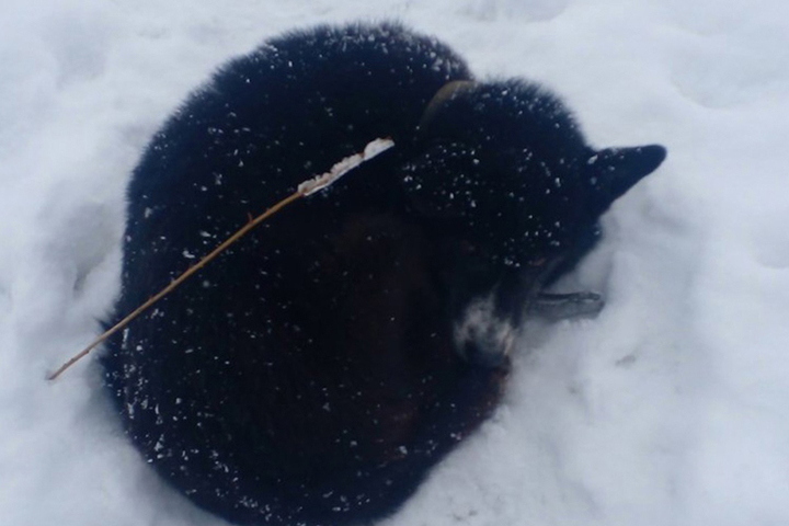 Костромской хэппи-энд: костромичи вызвали спасателей на помощь замерзавшей собаке