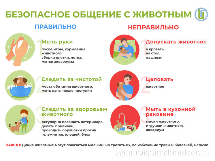 Никаких животных в постели: Роспотребнадзор предупреждает тюменцев о заражениях