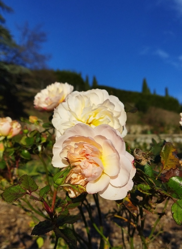 Февральское чудо: в Крыму девять месяцев подряд цветут розы