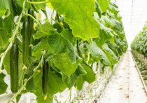 В 2023 году в кузбасские аграрии собрали 18400 тонн овощей и зеленых культур, выращенных в закрытом грунте