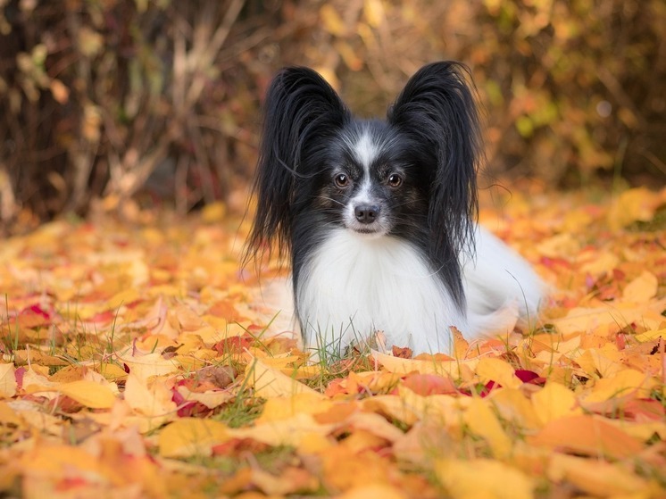 Назван необычный способ оценить продолжительность собачьей жизни