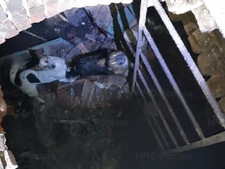 За сутки орловские спасатели помогли трём собакам