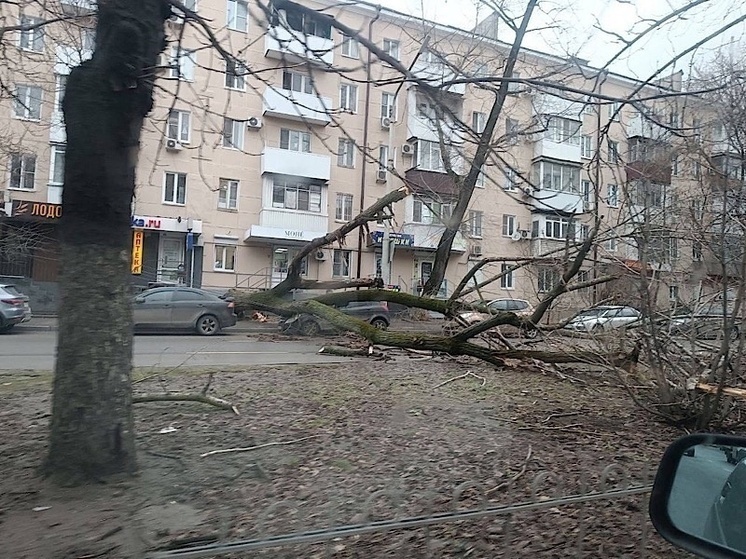 В Ростове упавшее дерево раздавило легковой автомобиль