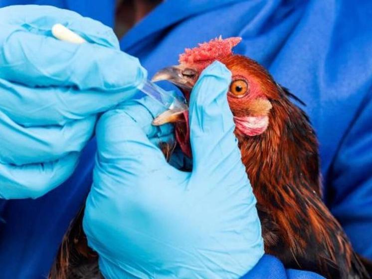 Жителей Серпухова предупреждают об опасности высокопатогенного гриппа птиц