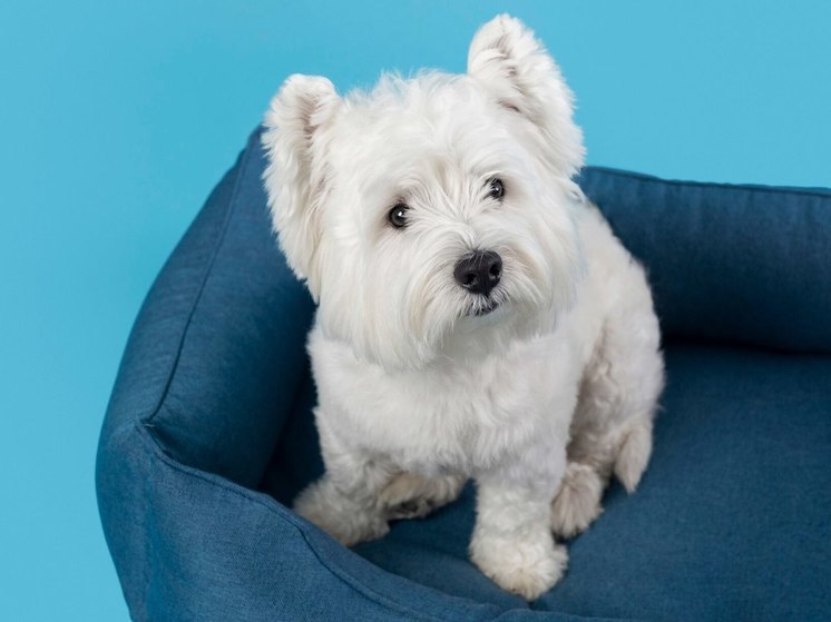 В Подольске нашли пропавшую полтора года назад мальтийскую болонку