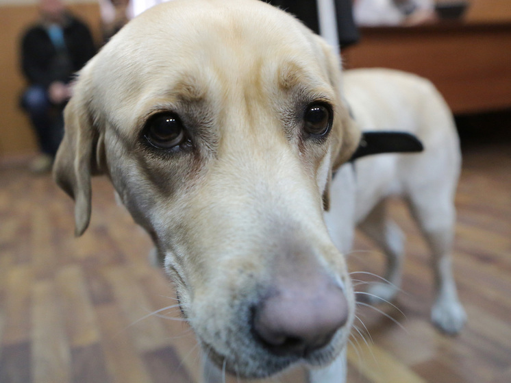 В Новосибирске пес помог раскрыть неверность хозяина, съев стринги его любовницы