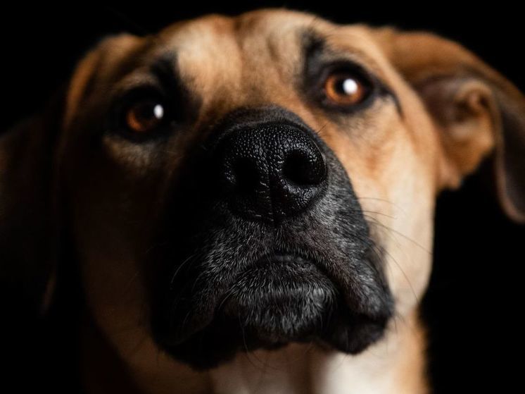 Mash: в Коптево пес загрыз насмерть мужчину в квартире, пощадив его детей