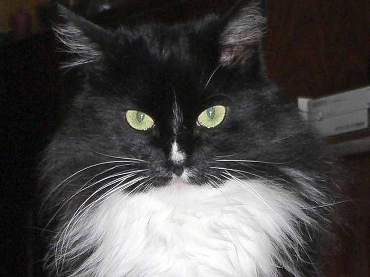 Заведующая библиотекой московского Строгино показала новый дом «уволенного» кота Маркиза