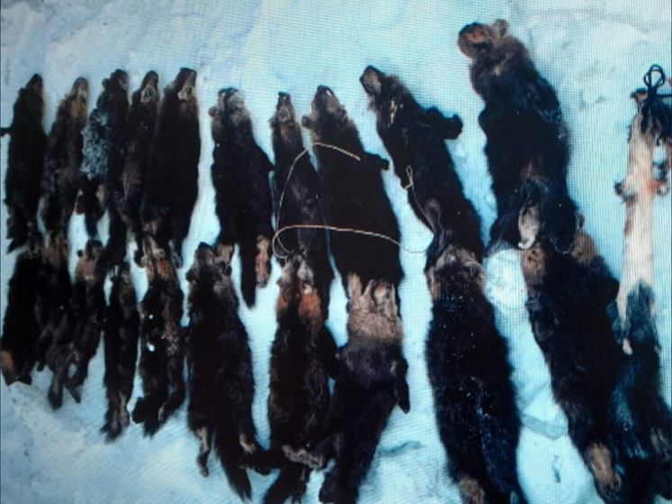 В Якутии поймали браконьера с набитым соболями снегоходом