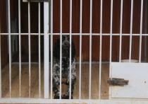 В некоторых районах Забайкальского края в 2023 году массово по нескольку раз отчитывались об отлове и стерилизации одних и тех же бездомных собак