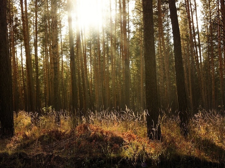 Более 1,6 тысячи нарушений лесного законодательства выявили за год в Приангарье