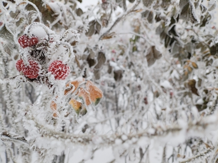 Снег и северо-восточный ветер: какая погода будет в Петербурге 6 февраля