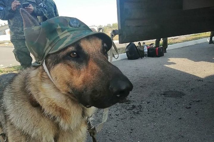 Unit symbol: the dog Sarmat, who died in the Northern Military District, will be immortalized in Russia