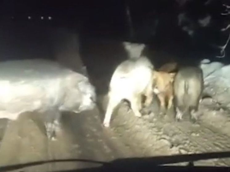 Семейка свиней перекрыла дорогу в Подмосковье