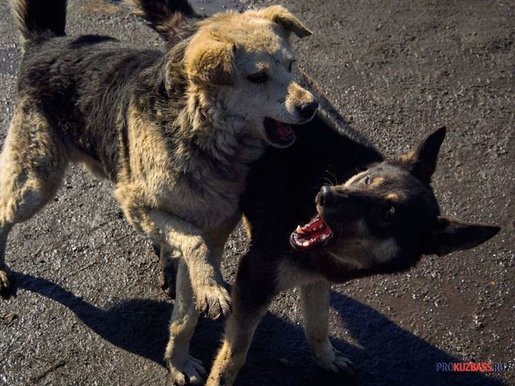 Крупные собаки на территории школы обеспокоили кемеровчанку