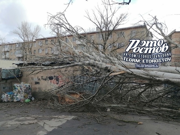 В Ростове на Ставского из-за сильного ветра рухнуло огромное дерево
