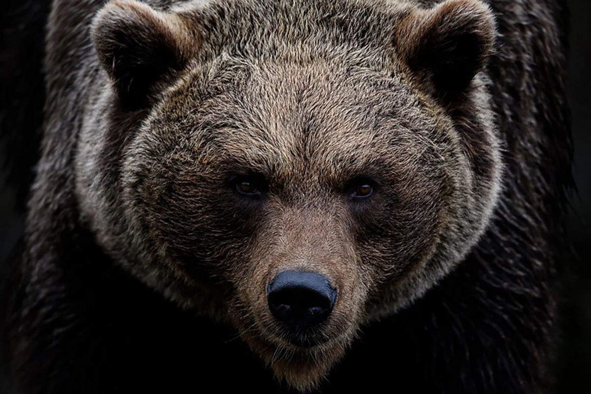 Russian tiger deprives bear of real estate